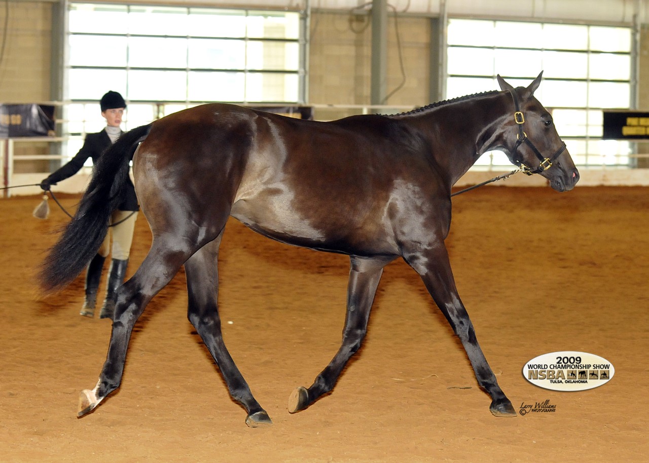Yearling on Eurocisor