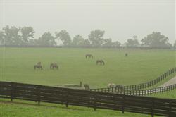 Mare Enjoying Their Time Outdoors