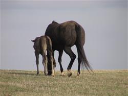 Mare and Foal Headed Up to the Barn