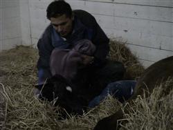 Attendant Dries Foal With Large Soft Towel