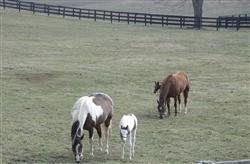 Pasture and Exercise is Critical for Healthy Foal Growth