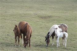 Good Pasture is Critical for Proper Nutrition