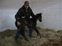 James Helps the Foal to its Feet
