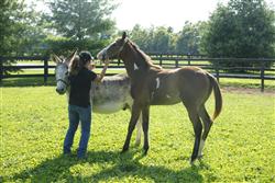 Hooking Up Foal to "Todd" the Necking Donkey